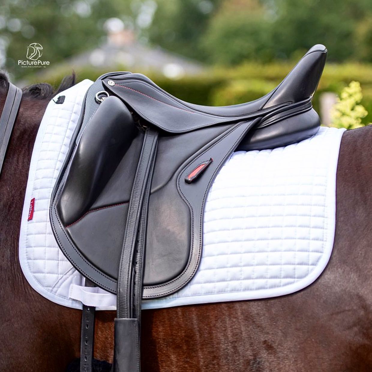 Saddles / Selles