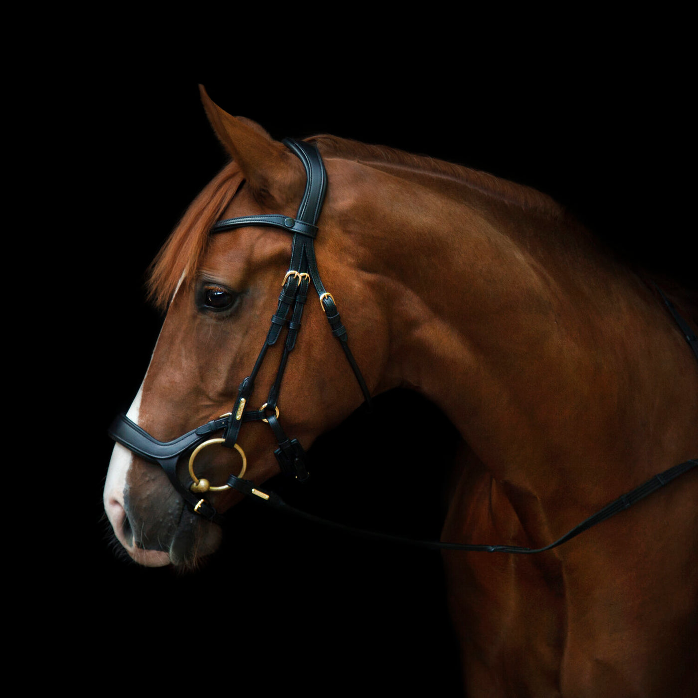 Bristol Bridle