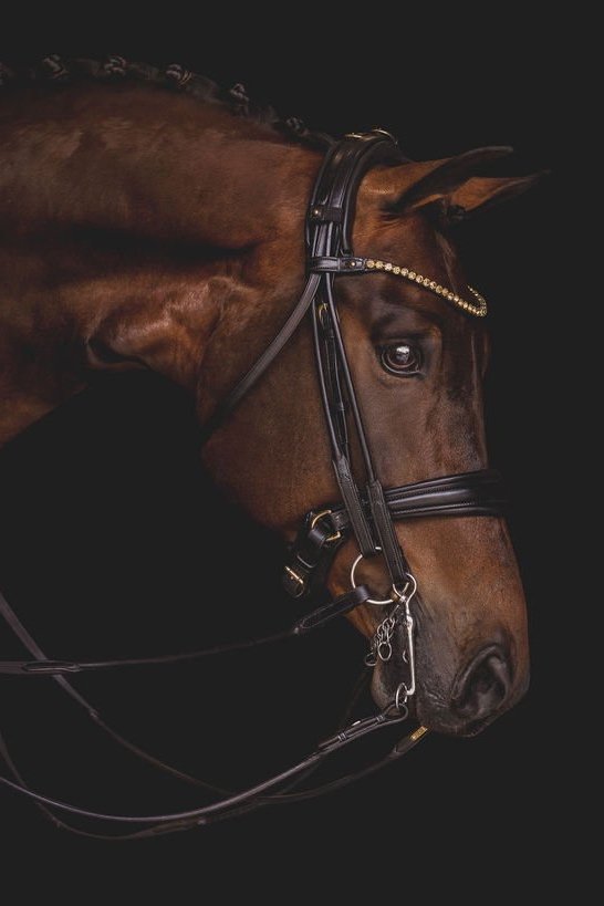 Edinburgh Double Bridle