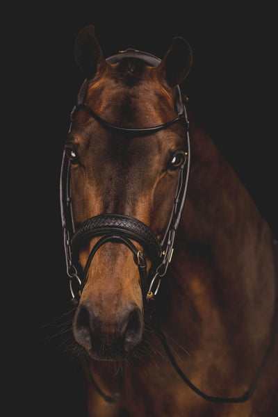 Olympic Bridle