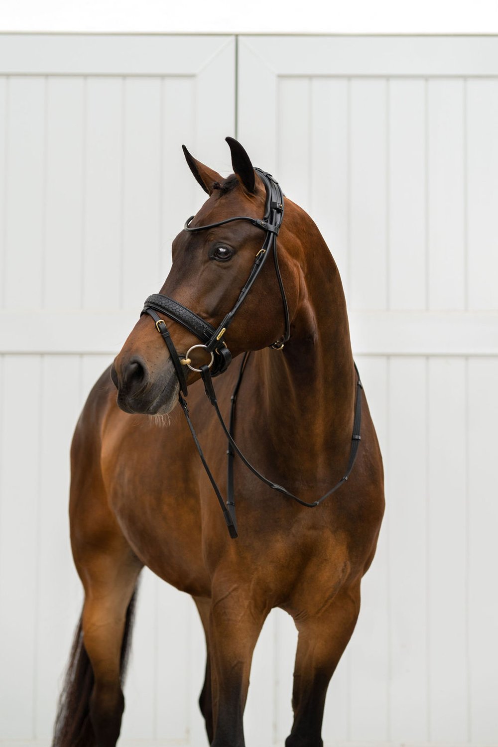 Olympic Bridle
