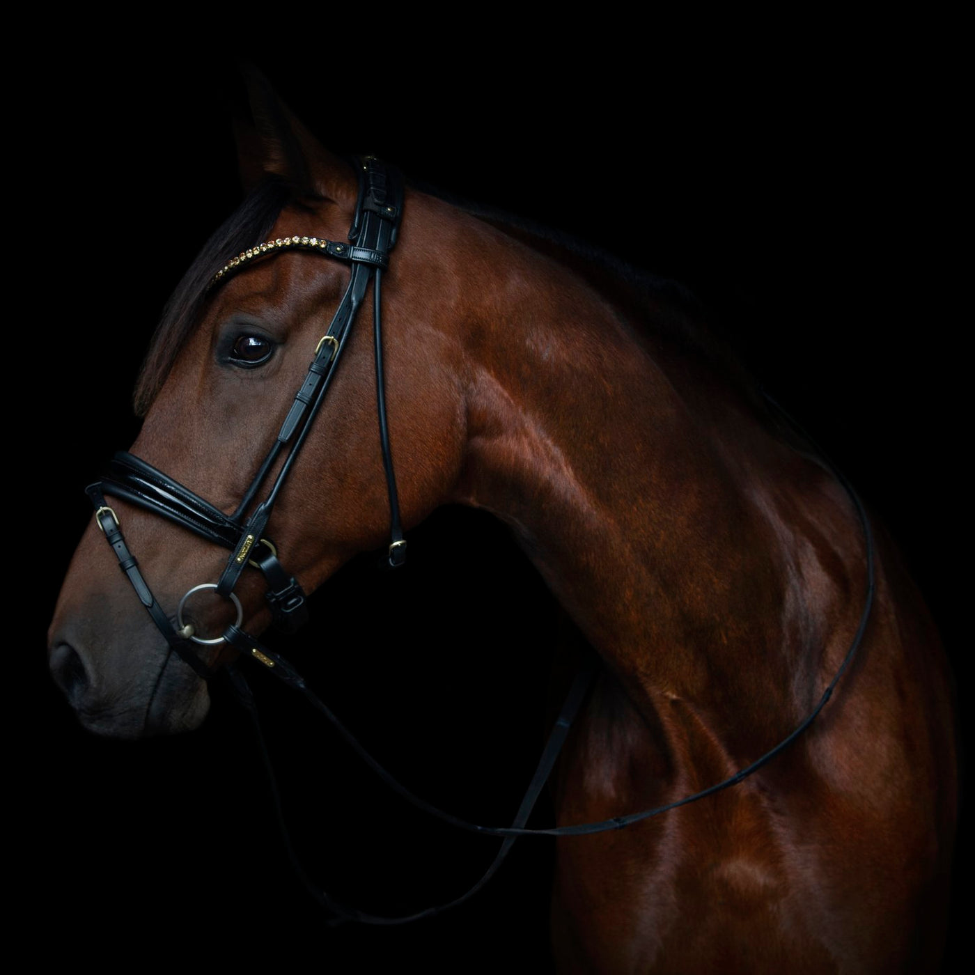 Edinburgh Bridle