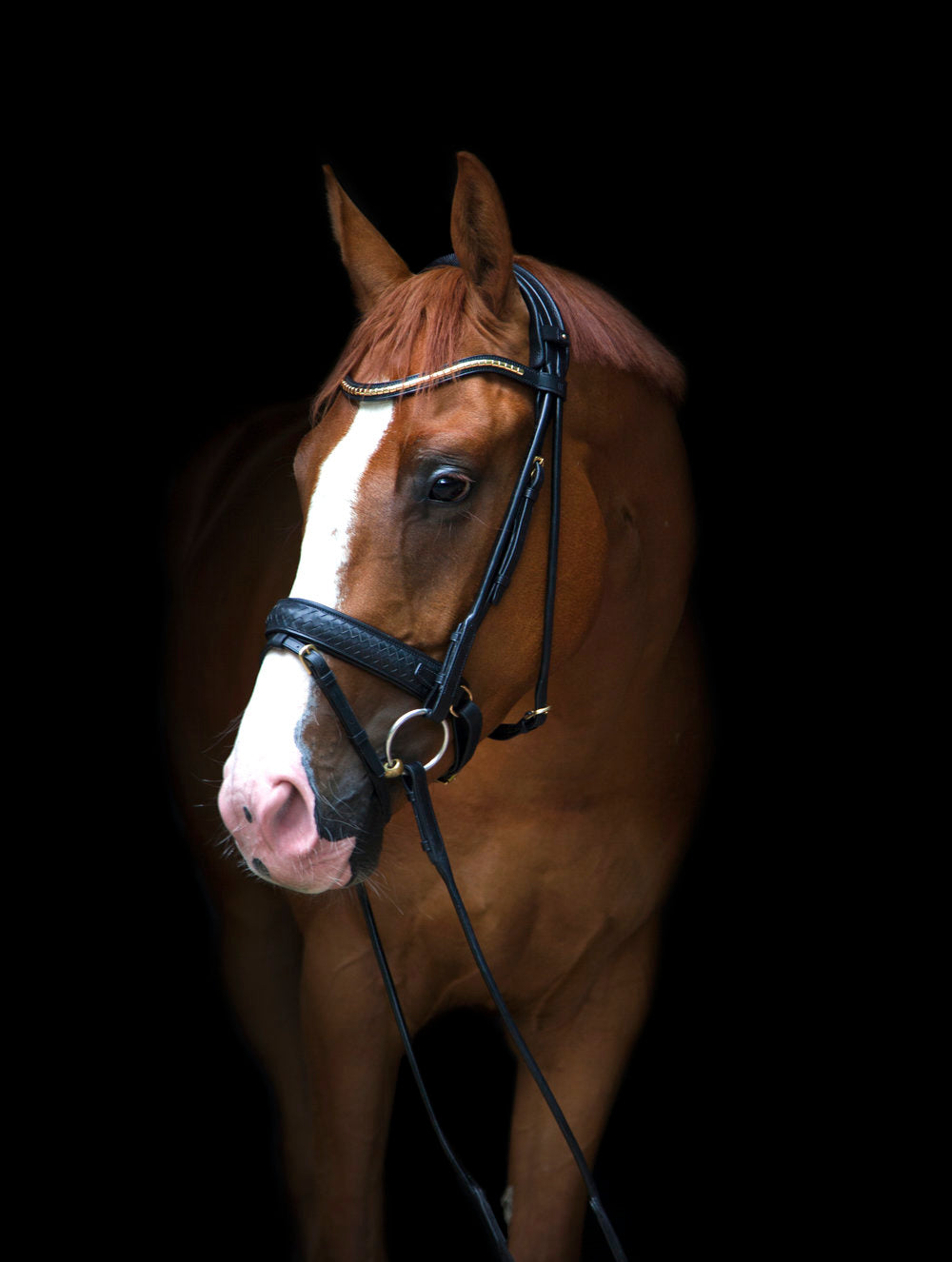 Olympic Bridle